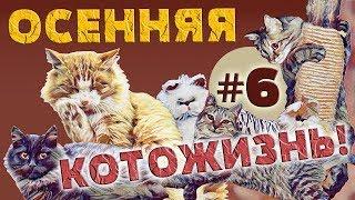 ОСЕННЯЯ КОТОЖИЗНЬ!  6 СЕРИЯ - 27.10 - 1.11.2018