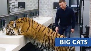 Ultimate Big Cats Compilation