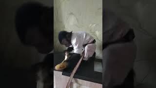 Едим банан, капуцин Ульяна