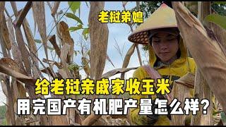 幫老撾親戚家掰玉米，用了中國女婿給的國產有機肥，產量怎麼樣？