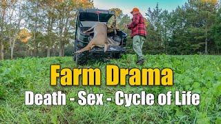 Farm Drama Chicken Death Crazy Deer