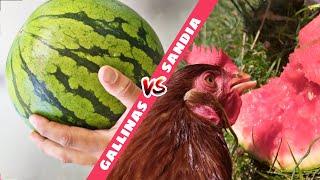 GALLINAS comen SANDIA