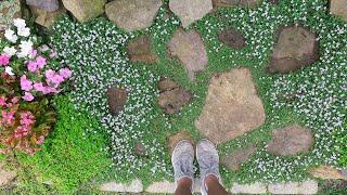 Ground Covers That Perform in My Garden