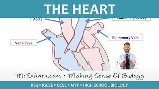 The Heart - GCSE Biology (9-1)