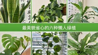 【室内植物】最美貌省心的六种懒人绿植｜ 送种子结果揭晓（又增加10位）