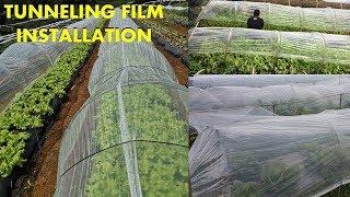 v52: How to install Tunneling Film for lettuce and other leafy plants.