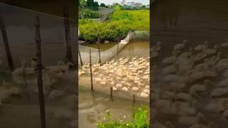 duck farming |My journey of raising ducks in the fields #duck #farming #ducklings #funny #love#cute