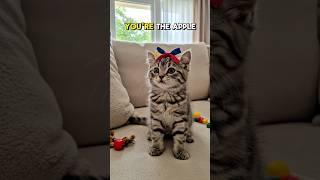 A adorable little fluffy kitten #iamprach #cat #kitten #adorablekittens