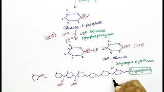 Glycogenesis (Hindi) by Snigdha Goswami