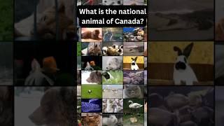 Quiz Addict 16: What is the National animal of Canada #quiz #shortvideo #quizaddict #video