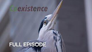 Meet the Herons of Amsterdam | Coexistence | BBC Earth