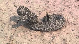 Prairie Rattlesnake Defense mpg