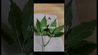 6년근 씨파종 산양삼 / #shorts #산삼 #이장형님네산속농원