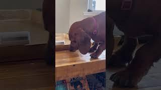 Her turn got skipped #dog #mydog #dachshund #cute #dachshundpuppy #1k #ad #edits #lazy #phonk