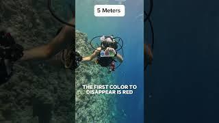 Why does everything look blue underwater? 