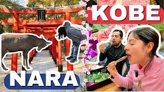 ️ Lo MEJOR qué ver y hacer en  NARA y KOBE  - Diana y Aarón