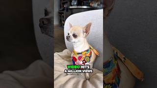 The Most Honest Video About Small Chihuahua EVER