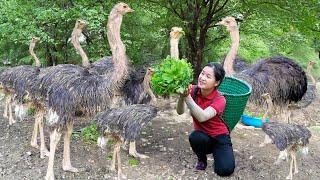 Raising a flock of Ostrich - Cook the whole Ostrich | Ella Daily Life