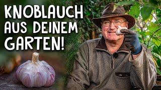 Jetzt Knoblauch pflanzen & anbauen!  - Gewürze aus dem eigenen Garten