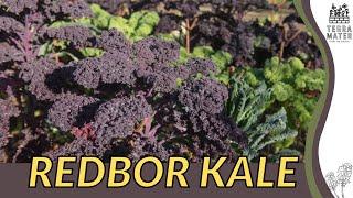 Redefining Elegance with REDBOR KALE (Brassica oleracea) | Vibrant Foliage for Your Garden!