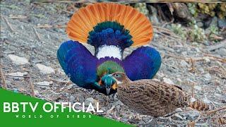 30 Most Beautiful Creatures On Earth (Order Galliformes) | Wildlife Documentary | BBTV Official