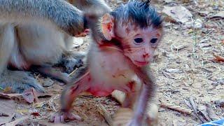 OMG! Newborn baby monkey Ale try walk un well to mum Angel because aunty Elsa kidnap her