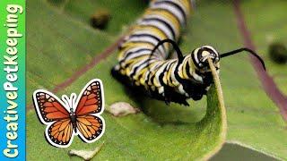 How to raise a caterpillar into a butterfly  SAVE THE MONARCHS