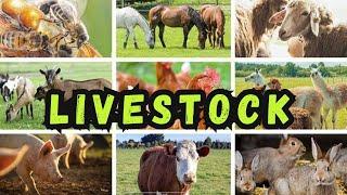 Starting Your Livestock Farming Journey | 10 Tips And Insights!