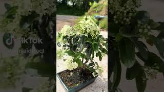 Pyracantha grow beautiful little flowers!