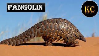 PANGOLIN... ONLY ANIMAL HAVING BULLET PROOF BODY