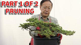 Designing a Lebanon Cedar bonsai part 1/2: Detailed bonsai pruning