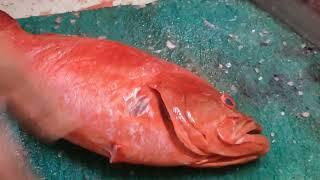 TOMATO GROUPER FISH SLICE CUTTING FOR FRY  #THETASTYFISH