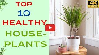 Top 10 Healthy Houseplants To Have In Your House | Healthiest Indoor Plants For A Healthy Lifestyle