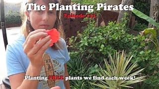 Planting FREE Plants we find Weekly! | The Planting Pirates Episode #31