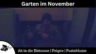 Garten im November | Ab in die Eistonne | Feigen reifen noch