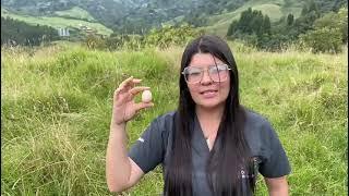 Gallina enana americana - Laura Sofía Carvajal