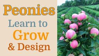 Grow, sell and arrange peonies