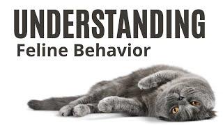 Understanding Feline Behavior: Decoding Cat Communication