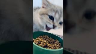 ASMR Cat Lada #shorts #cat #viral #cute #cutecat #asmr #satisfying #kitten #catlover