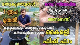 തിലാപ്പിയ വളർത്തൽ | Thilapia Fish Farming Kerala | karimeen Farm | കരിമീൻ വളർത്തൽ  | Fish seeds