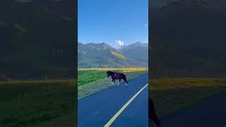 说好开车带你旅行的人还在吗.##旅行大玩家 #治愈 #旅行推荐官 #那拉提 #自驾游 #新疆是个好地方