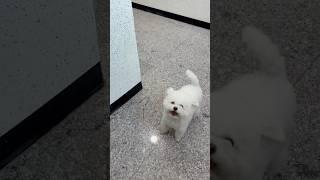 집앞 복도에서 뛰어놀때 제일 행복한 집순이
