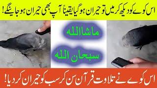 Crow Listening Tilawat-e-Quran Carefully || Crow Video || Crow || Crow Story || Atiqmeo4u