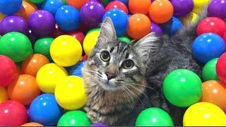 Happy cats get a giant ball pit! 1000 balls