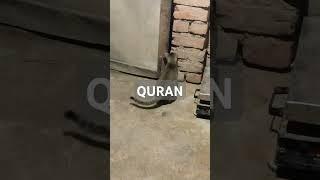 Surah Al Quran Islamic video