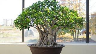 Tropical Trees for Bonsai