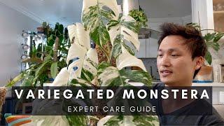 Variegated Monstera Care Guide | Ep 89