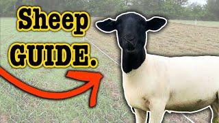 15 COSTS OF RAISING SHEEP (for Beginners) | What you Need to Start Sheep Farming Ranching for Profit