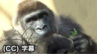 Thanks Mom Genki. Female gorilla｜Momotaro family