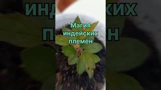 Магия индейских племён #растения #рецепты #дача #магия